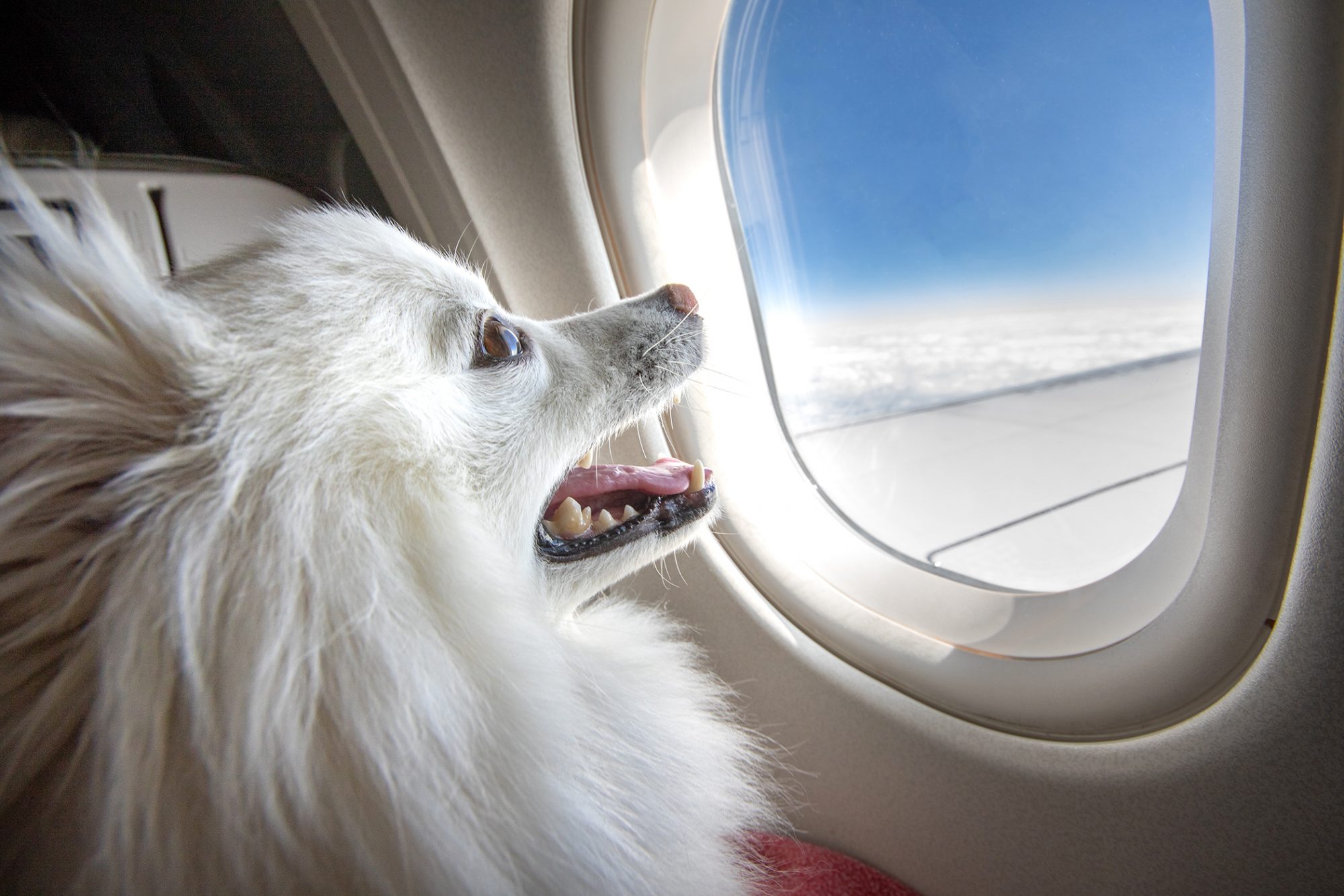 Pets on a Plane
